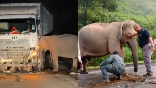 Anak Gajah Tewas Ditabrak Truk di Malaysia, Rekaman Induk Gajah Menangis Viral